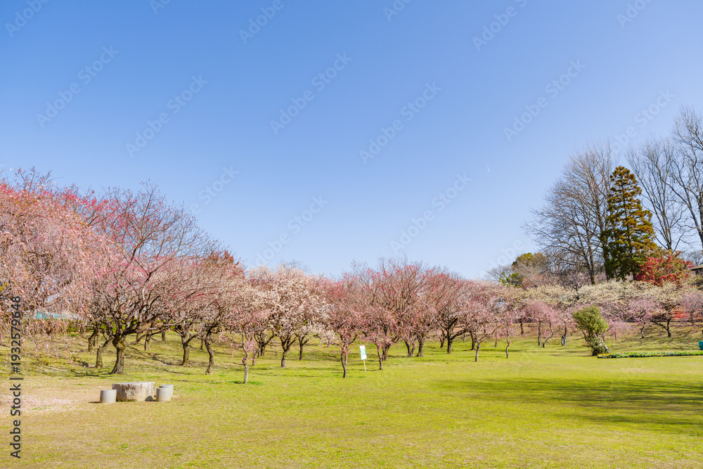 Obraz premium 平芝公園の梅林（愛知県豊田市）