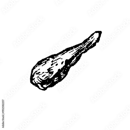 Foto Club, heavy blunt weapon, often wooden with a thickened end, used historically for combat or ceremonial purposes, old vintage illustration, 1897
