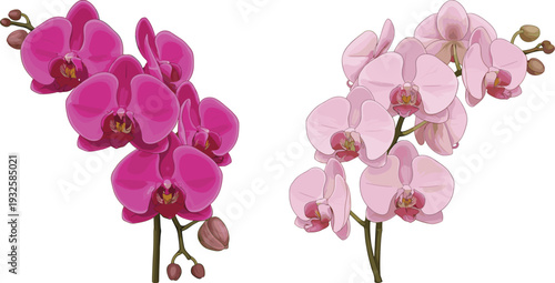 Vibrant Magenta and Soft Pink Orchid Flower Stems with Detailed Blossoms and Buds, Botanical Artwork for Decorative Floral Illustration