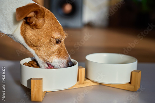 Jack Russell terrier breed eating dry food from bowl in home interior. Small hungry dog eating kibble. Concept of dog feeding, pet care and domestic animals
