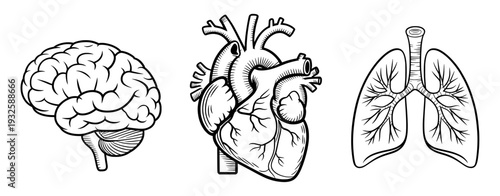 Set of 3 human organ illustrations including brain heart and lungs vector isolated PNG with Transparent Background