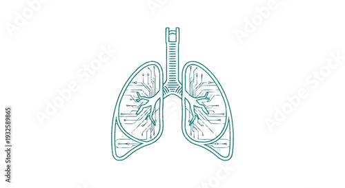 Detailed anatomical illustration of human lungs and trachea.