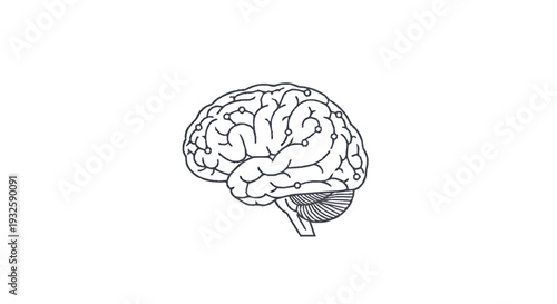 Detailed illustration of a human brain in black and white.