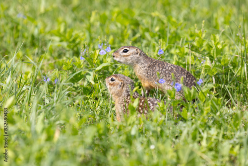 Speckled ground squirrel animal standing in the grass close up