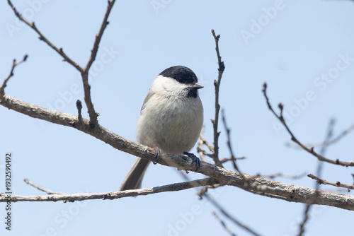 A close-up of a Marsh tit perched on a branch