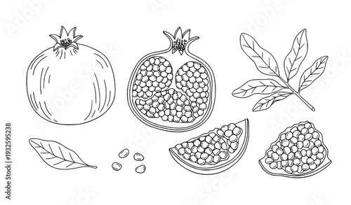 Minimal hand drawn pomegranate botanical vector illustration