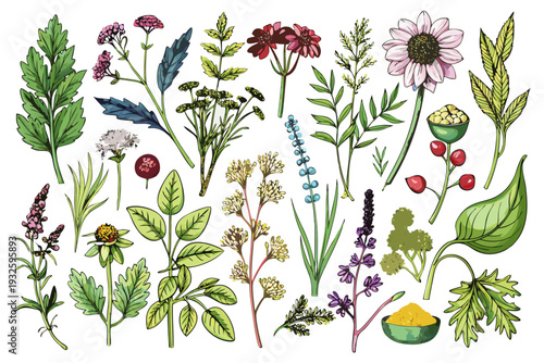 Botanical Herbs and Wild Plants Collection Hand Drawn Vector