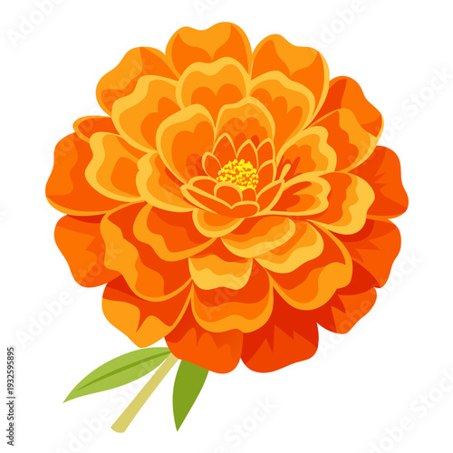 Orange Marigold Flower Bloom Botanical Vector Illustration