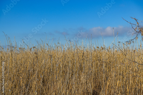 Vászonkép Dry bulrush plants on a meadow in winter