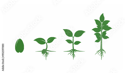 Plant growth stages green silhouette vector icon set – seed to fully grown plant