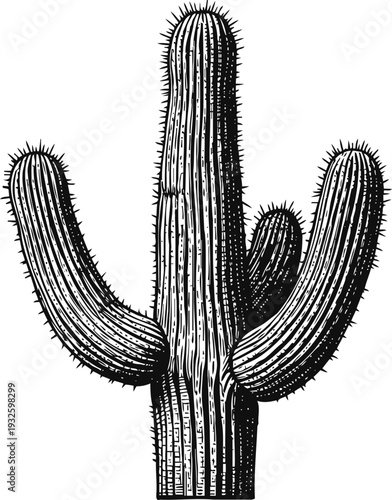 Detailed black and white illustration of a tall cactus with multiple arms and sharp spines