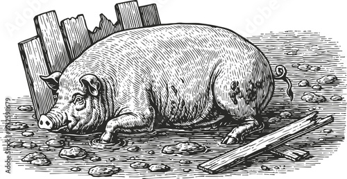 illustration of a pig resting near wooden planks in a rustic farm setting vintage detailed engraving drawing of a domestic animal