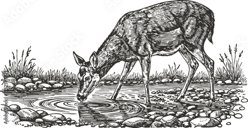 Deer drinking water from river stream surrounded by rocks and grass detailed black and white sketch