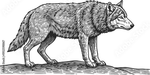 Detailed black and white wolf illustration standing on ground, wildlife animal engraving artwork