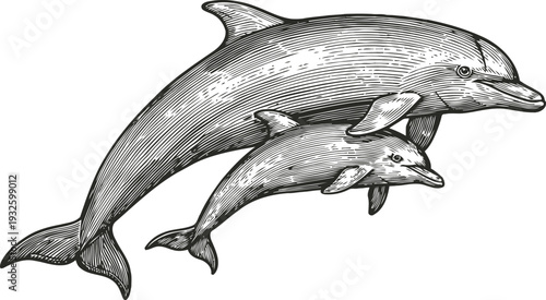 Detailed vintage engraving of two dolphins swimming together in ocean habitat