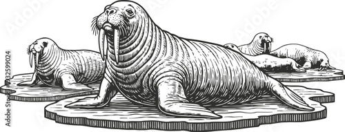 Walruses resting on ice floes in the arctic ocean, detailed black and white vintage engraving