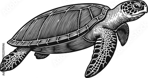 Detailed sea turtle illustration swimming with patterned shell and flippers in black and white