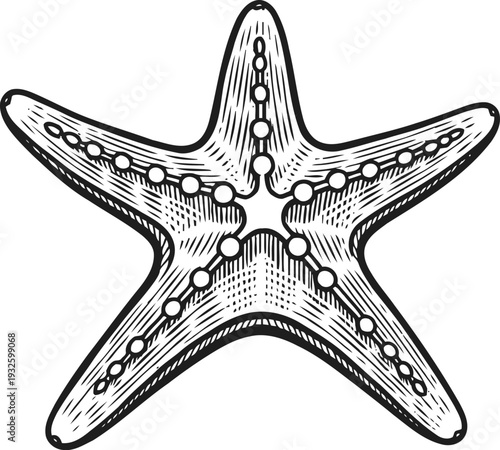 Detailed black and white illustration of a starfish with textured surface and visible tube feet
