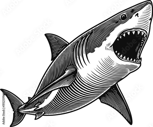 Great white shark with open jaws aggressive ocean predator with sharp teeth and streamlined body in detailed black and white drawing