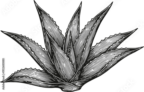 Detailed black and white engraved aloe vera plant illustration with long pointed leaves