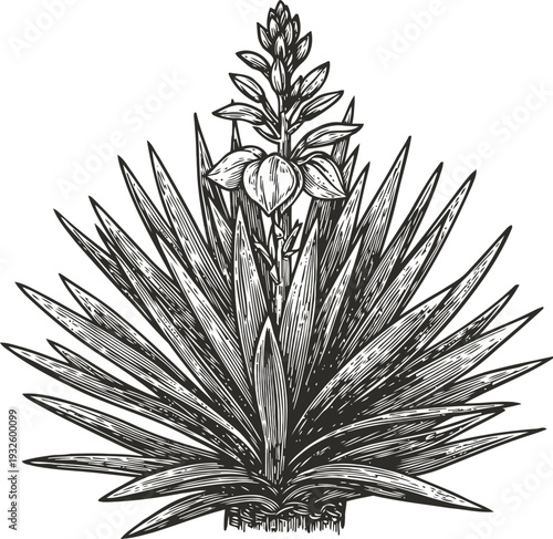 Agave plant with sharp leaves and blooming flower detailed botanical sketch