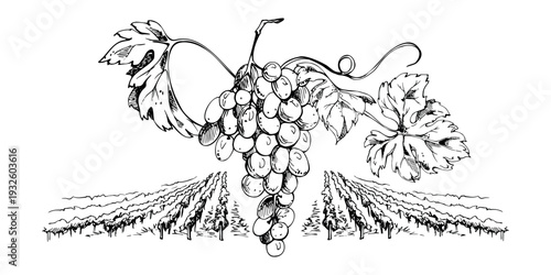 Vineyard countryside with cultivated grapevine rows stretching into distance, grape cluster with leaves and tendrils in center. Isolated ink vector illustration. Winery visuals, editorial spreads.
