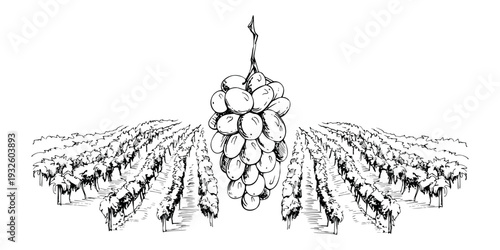 Symmetrical vineyard landscape vista with cultivated vine rows and pastoral scenic mood, detailed grape bunch. Isolated hand drawn ink vector illustration. Wine labels, viticulture posters, branding