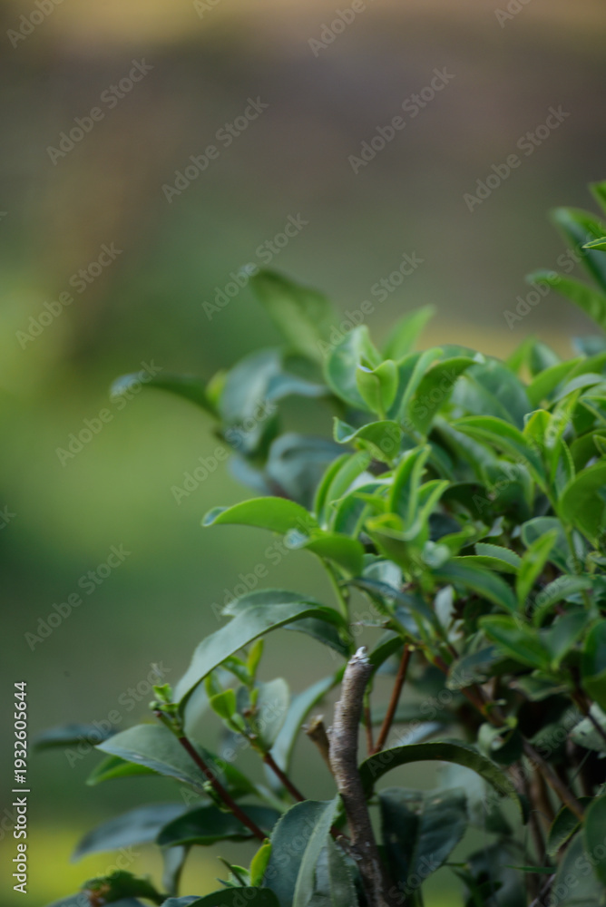 Obraz premium Vertical Green tea tree leaves field Fresh young tender bud herbal in farm on summer morning. Vertical Tree tea plant green nature farmland. Organic farm tender bud herbal Green tea tree camellia