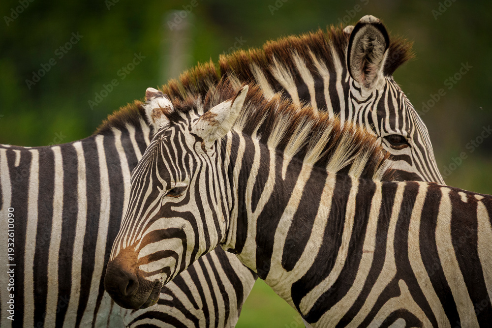 Fototapeta premium 2 common zebras up close in Ol pejeta Conservancy, Kenya
