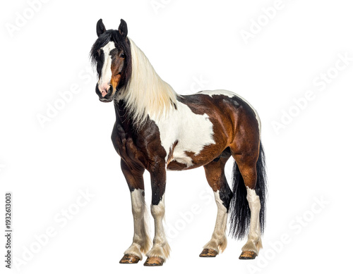 Painted gypsy horse standing on white background showcases color pattern and muscular build