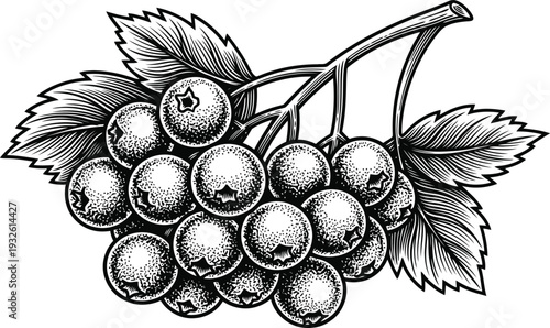 Bunch of Rowan Berries with Leaves Engraving Style