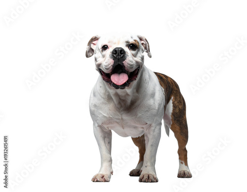 American bulldog standing and smiling with pink tongue out