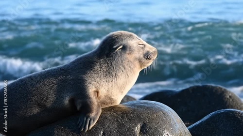 A Seal Rests Peacefully on a Rocky Shore with Ocean Waves in the Background, a Natural Wildlife Close-Up