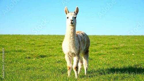 A Young Llama Stands in a Vibrant Green Field Under a Bright Blue Sky