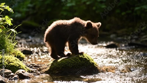Adorable Bear Cub Stands on Mossy Rock in Sunlit Forest Stream, a Tender Wildlife Moment