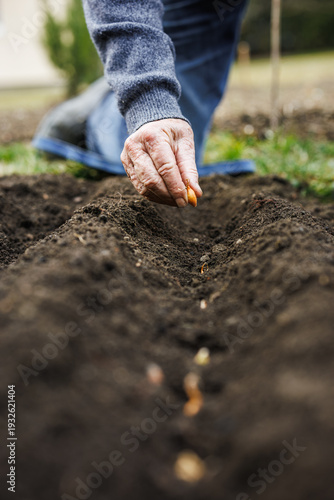 Farmer hand planting yellow onion into soil in vegetable garden. Spring gardening