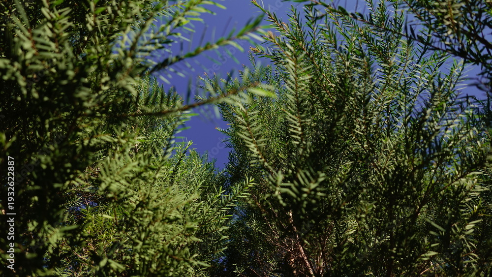 Fototapeta premium Melaleuca bracteata macro leaves small world