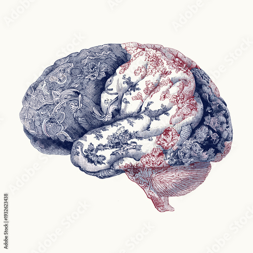 Human brain with intricate floral patterns blending blue and red against a white background. Patterned brain illustrating creative thought and complex mind