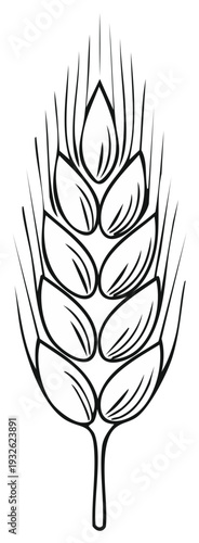 Simple outline illustration of a wheat stalk with seeds and leaves