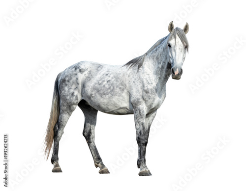 Gray appaloosa horse standing in profile with spotted coat and flowing mane