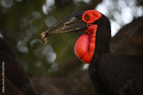 Close up portrait of Southern Ground Hornbill (Bucorvus leadbeateri) with prey in beak, African wildlife photography
