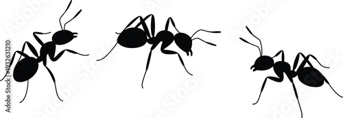 Black ant silhouettes isolated on white background insect collection in different poses minimalist wildlife illustration with detailed legs and antennae