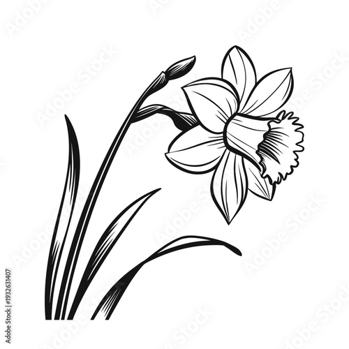 Vector daffodil flower illustration