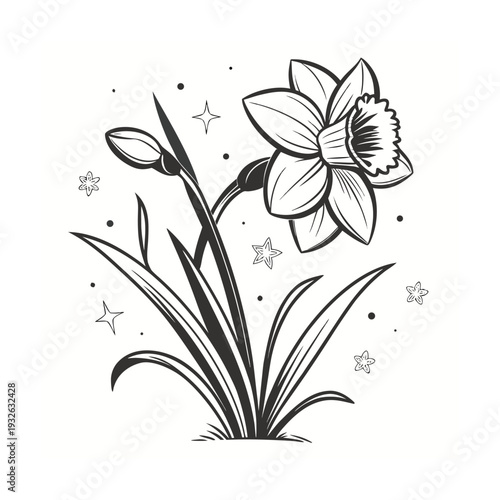 Vector daffodil flower illustration with stars