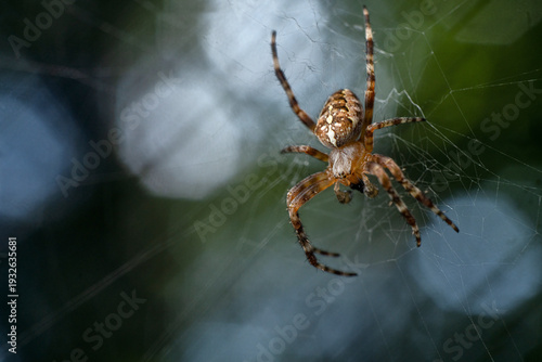 Orbweaver spider (Araneus diadematus) male on its web feeding on prey, Lucerne, Switzerland. August. 