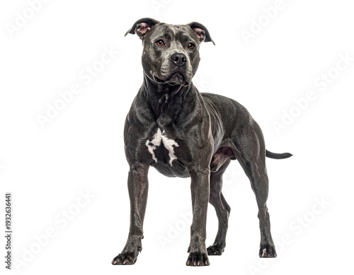Blue staffordshire bull terrier standing elegantly showing muscular build and glossy coat