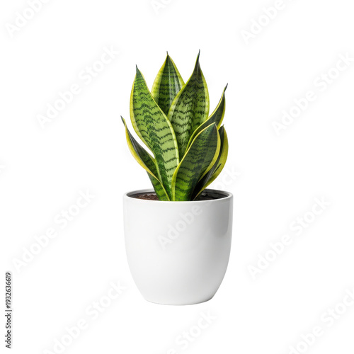 Green Snake Plant with Yellow Edges in a White Ceramic Pot isolated on a transparent background