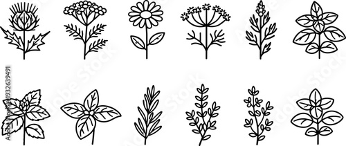Collection of hand-drawn botanical illustrations of various herbs and flowers