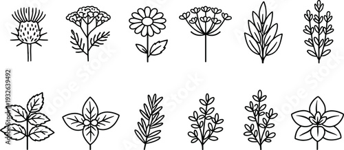 Collection of hand-drawn botanical illustrations featuring various herbs and flowers in a minimalist style