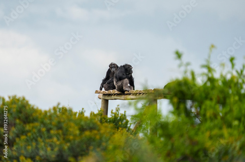Two chimpanzees are sitting on a raised wooden platform in Sweetwaters chimpanzee sanctuary in Ol pejeta conservancy, Kenya.